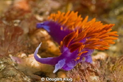 Glowing on the reef. A spanish shawl nudibranch, common i... by Douglas Klug 